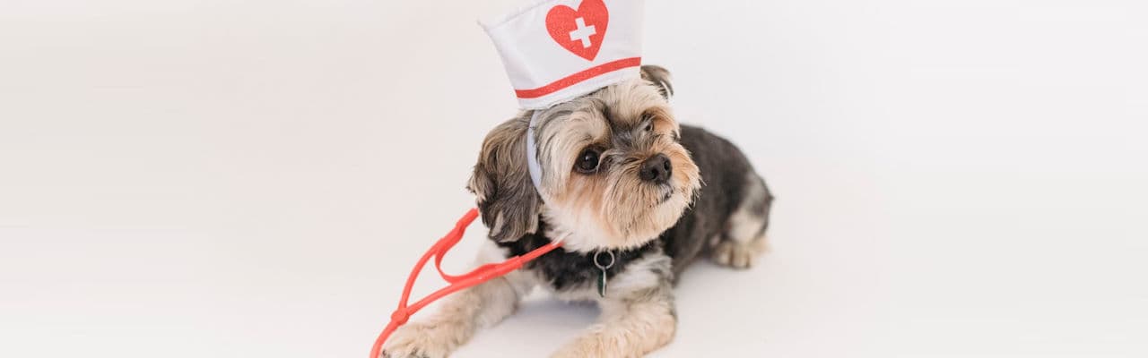 Veterinarska ambulanta Popravka kućnih ljubimaca